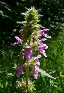 Stachys palustris (Lamiaceae)  - Épiaire des marais, Ortie bourbière - Marsh Woundwort Jura [France] 23/07/2002 - 770m