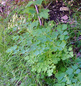 Thalictrum aquilegiifolium (Ranunculaceae)  - Pigamon à feuilles d'ancolie, Colombine plumeuse - French Meadow-rue Jura [France] 23/07/2002 - 770m