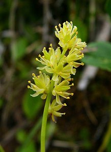 Tofieldia calyculata (Tofieldiaceae)  - Tofieldie à calicule, Tofieldie des marais Savoie [France] 28/07/2002 - 2020m