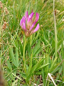 Trifolium alpinum (Fabaceae)  - Trèfle des Alpes, Réglisse des montagnes, Réglisse des Alpes Savoie [France] 28/07/2002 - 2020m