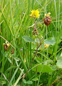 Trifolium aureum (Fabaceae)  - Trèfle doré, Trèfle agraire - Large Trefoil Savoie [France] 27/07/2002 - 1940m