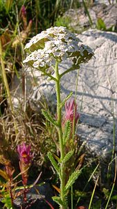 Achillea millefolium (Asteraceae)  - Achillée millefeuille, Herbe au charpentier - Yarrow Alpes-de-Haute-Provence [France] 04/08/2002 - 1470m