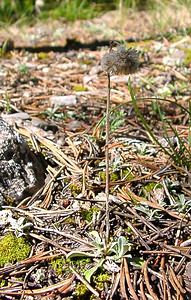 Antennaria dioica (Asteraceae)  - Antennaire dioïque, Patte-de-chat, Pied-de(chat dioïque, Gnaphale dioïque, Hispidule - Mountain Everlasting Hautes-Alpes [France] 05/08/2002 - 1830m