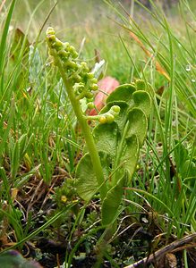 Botrychium lunaria (Ophioglossaceae)  - Botryche lunaire, Botrychium lunaire - Moonwort Savoie [France] 06/08/2002 - 2750m