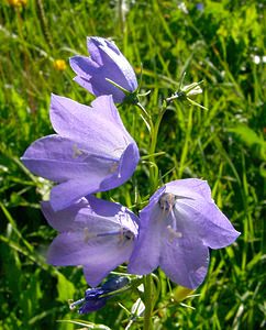 Campanula rhomboidalis (Campanulaceae)  - Campanule rhomboidale, Campanule à feuilles en losange - Broad-leaved Harebell Isere [France] 01/08/2002 - 1070m