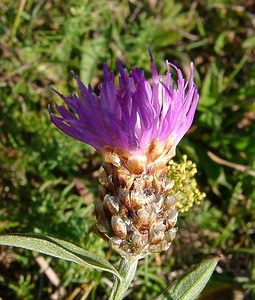 Centaurea jacea (Asteraceae)  - Centaurée jacée, Tête de moineau, Ambrette - Brown Knapweed Alpes-de-Haute-Provence [France] 04/08/2002 - 1470m