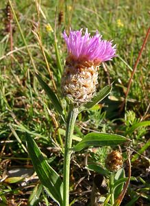 Centaurea jacea (Asteraceae)  - Centaurée jacée, Tête de moineau, Ambrette - Brown Knapweed Alpes-de-Haute-Provence [France] 04/08/2002 - 1470m