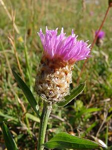 Centaurea jacea (Asteraceae)  - Centaurée jacée, Tête de moineau, Ambrette - Brown Knapweed Alpes-de-Haute-Provence [France] 04/08/2002 - 1470m