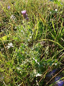 Cirsium arvense (Asteraceae)  - Cirse des champs, Chardon des champs, Calcide - Creeping Thistle Alpes-de-Haute-Provence [France] 04/08/2002 - 1470m