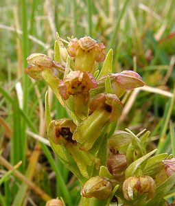 Coeloglossum viride (Orchidaceae)  - Coeloglosse vert, Orchis grenouille, Dactylorhize vert, Orchis vert - Frog Orchid Savoie [France] 06/08/2002 - 2750m