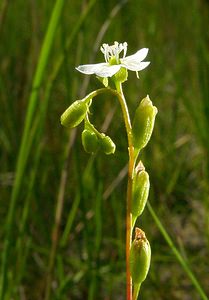 Drosera rotundifolia (Droseraceae)  - Rossolis à feuilles rondes, Droséra à feuilles rondes - Round-leaved Sundew  [Pays-Bas] 17/08/2002 - 10m