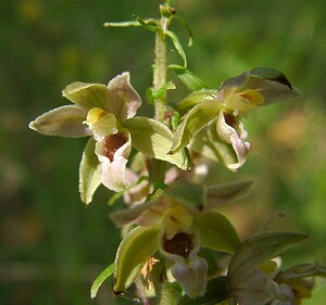 Epipactis helleborine subsp. neerlandica (Orchidaceae)  - Épipactide des Pays-Bas, Épipactide de Hollande, Épipactis des Pays-Bas  [Pays-Bas] 17/08/2002 - 10m