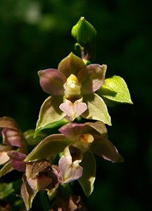 Epipactis purpurata (Orchidaceae)  - Épipactide pourpre, Épipactis pourpre, Épipactis violacé, Épipactide violacée - Violet Helleborine Thuin [Belgique] 16/08/2002 - 250m