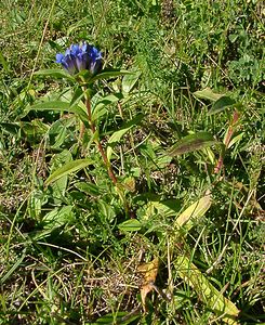 Gentiana cruciata (Gentianaceae)  - Gentiane croisette, Gentiane en croix - Cross Gentian Alpes-de-Haute-Provence [France] 04/08/2002 - 1470m