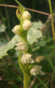 Goodyera repens (Orchidaceae)  - Goodyère rampante - Creeping Lady's-tresses [Goodyera repens] Alpes-de-Haute-Provence [France] 03/08/2002 - 1130m