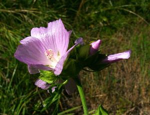 Malva moschata (Malvaceae)  - Mauve musquée - Musk-mallow Isere [France] 01/08/2002 - 1070m