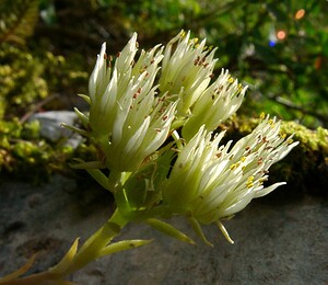 Petrosedum ochroleucum (Crassulaceae)  - Orpin à pétales droits Alpes-de-Haute-Provence [France] 03/08/2002 - 1660m