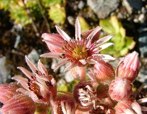 Sempervivum tectorum (Crassulaceae)  - Joubarbe des toits, Grande joubarbe - House-leek Isere [France] 01/08/2002 - 1070m