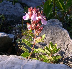Teucrium chamaedrys (Lamiaceae)  - Germandrée petit-chêne, Chênette - Wall Germander Hautes-Alpes [France] 04/08/2002 - 1830m