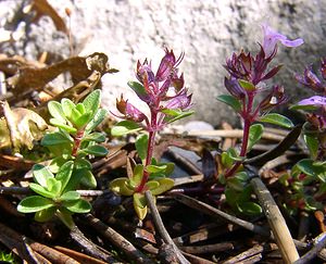 Thymus serpyllum (Lamiaceae)  - Thym serpolet, Serpolet à feuilles étroites - Breckland Thyme Hautes-Alpes [France] 05/08/2002 - 1830m