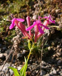 Viscaria vulgaris (Caryophyllaceae)  - Viscaire commune, Silene visqueux, Lychnide visqueuse, Lychnis visqueux - Sticky Catchfly Isere [France] 01/08/2002 - 1070m