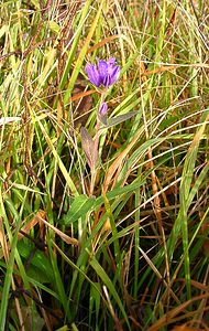 Campanula glomerata (Campanulaceae)  - Campanule agglomérée - Clustered Bellflower Aisne [France] 24/11/2002 - 130m