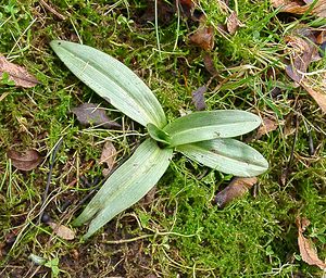 Ophrys apifera (Orchidaceae)  - Ophrys abeille - Bee Orchid Pas-de-Calais [France] 08/02/2003 - 50m