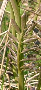 Cardamine pratensis (Brassicaceae)  - Cardamine des prés, Cresson des prés, Cressonnette - Cuckooflower Pas-de-Calais [France] 23/03/2003 - 150m