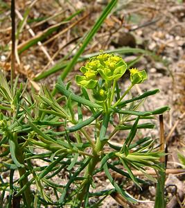 Euphorbia cyparissias (Euphorbiaceae)  - Euphorbe petit-cyprès, Euphorbe faux cyprès, Petite ésule - Cypress Spurge Aisne [France] 30/03/2003 - 180m