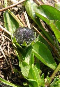 Globularia bisnagarica (Plantaginaceae)  - Globulaire ponctuée, Globulaire de Willkomm, Globulaire de Bisnagar Aisne [France] 30/03/2003 - 140m