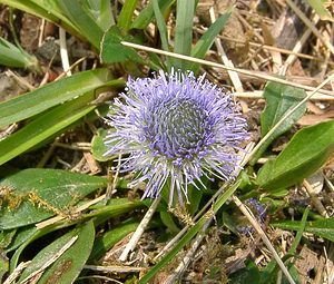 Globularia bisnagarica (Plantaginaceae)  - Globulaire ponctuée, Globulaire de Willkomm, Globulaire de Bisnagar Aisne [France] 30/03/2003 - 140m