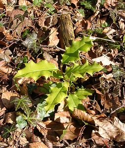 Ilex aquifolium (Aquifoliaceae)  - Houx commun, Houx - Holly Oise [France] 09/03/2003 - 140m