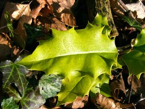 Ilex aquifolium (Aquifoliaceae)  - Houx commun, Houx - Holly Oise [France] 09/03/2003 - 140m
