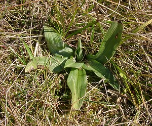 Ophrys araneola sensu auct. plur. (Orchidaceae)  - Ophrys litigieux Aisne [France] 16/03/2003 - 140m