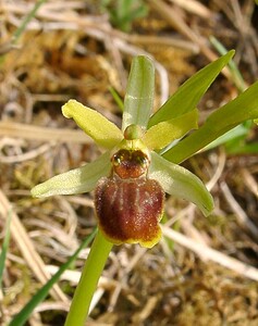 Ophrys araneola sensu auct. plur. (Orchidaceae)  - Ophrys litigieux Aisne [France] 30/03/2003 - 180m