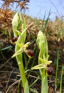 Ophrys araneola sensu auct. plur. (Orchidaceae)  - Ophrys litigieux Aisne [France] 30/03/2003 - 180m