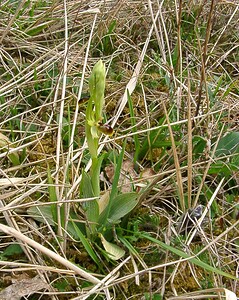 Ophrys araneola sensu auct. plur. (Orchidaceae)  - Ophrys litigieux Aisne [France] 30/03/2003 - 140m