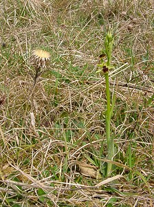 Ophrys araneola sensu auct. plur. (Orchidaceae)  - Ophrys litigieux Aisne [France] 30/03/2003 - 140m