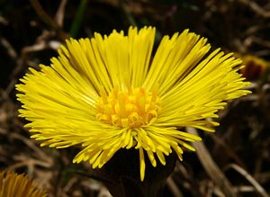 Tussilago farfara (Asteraceae)  - Tussilage pas-d'âne, Tussilage, Pas-d'âne, Herbe de Saint-Quirin - Colt's-foot Aisne [France] 16/03/2003 - 170m