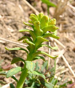 Uromyces pisi (Pucciniaceae)  Aisne [France] 16/03/2003 - 140msur son h?te classique, Euphorbia cyparissias