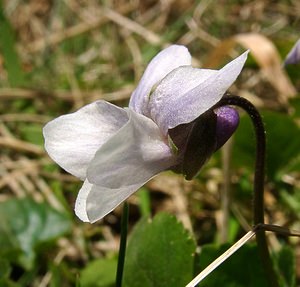 Viola hirta (Violaceae)  - Violette hérissée - Hairy Violet Aisne [France] 16/03/2003 - 140m