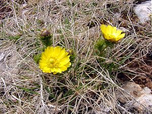 Adonis vernalis (Ranunculaceae)  - Adonis de printemps Lozere [France] 15/04/2003 - 940m