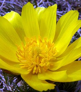 Adonis vernalis (Ranunculaceae)  - Adonis de printemps Lozere [France] 15/04/2003 - 940m