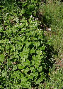 Alliaria petiolata (Brassicaceae)  - Alliaire, Herbe aux aulx, Alliaire pétiolée, Alliaire officinale - Garlic Mustard Gard [France] 22/04/2003 - 610m