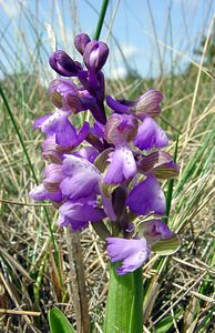 Anacamptis morio (Orchidaceae)  - Anacamptide bouffon, Orchis bouffon Herault [France] 22/04/2003 - 740m