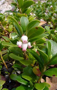 Arctostaphylos uva-ursi (Ericaceae)  - Busserole raisin-d'ours, Raisin-d'ours, Arbousier traînant - Bearberry Lozere [France] 24/04/2003 - 460m