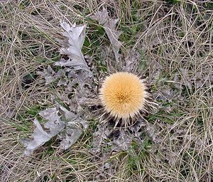 Carlina acanthifolia (Asteraceae)  - Carline à feuilles d'acanthe, Chardousse, Cardabelle Aveyron [France] 19/04/2003 - 790m