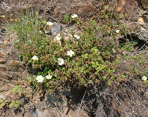 Cistus salviifolius (Cistaceae)  - Ciste à feuilles de sauge, Mondré - Sage-leaved Rock-rose Gard [France] 16/04/2003 - 450m