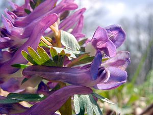 Corydalis solida (Papaveraceae)  - Corydale solide - Bird-in-a-Bush Lozere [France] 23/04/2003 - 1450m