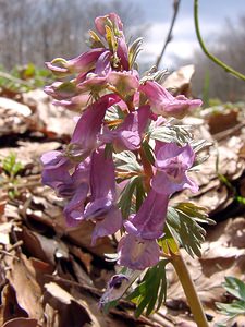 Corydalis solida (Papaveraceae)  - Corydale solide - Bird-in-a-Bush Lozere [France] 23/04/2003 - 1450m